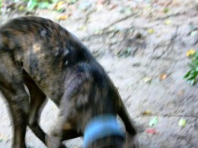 Βεντέτα οδήγησε στο κρέμασμα σκύλων!