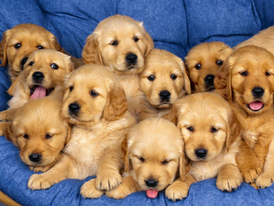 Ημερίδα για τη νομική προστασία των ζώων στο Πανεπιστήμιο Αθηνών