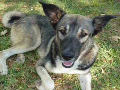 Λυκoσκυλάκι με Χάσκι αναζητά τον άνθρωπο του!