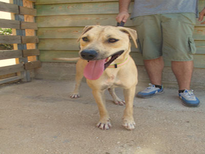 Χαδιάρικο πιτμπουλ αναζητεί τον άνθρωπό της