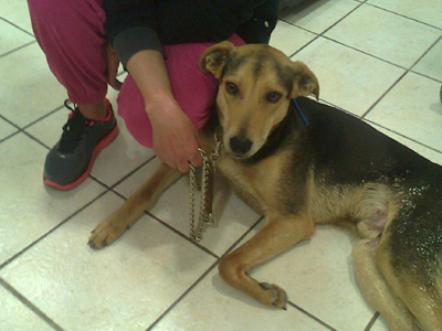 Χαρίζεται ημίαιμος σκύλος ενός έτους