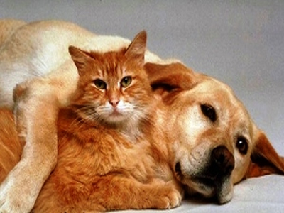 Χωρίς περιορισμό ο αριθμός των κατοικίδιων που επιτρέπονται