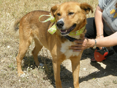 Υιοθετήστε τον πανέμορφο και καλόβολο Άθω