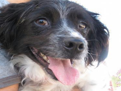 Υιοθετήστε υπέροχα σκυλάκια από τους Ενεργούς Πολίτες Προστασίας των Ζώων