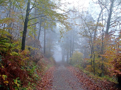 Γερμανός πρίγκιπας αρνείται να παραχωρήσει το δάσος του!