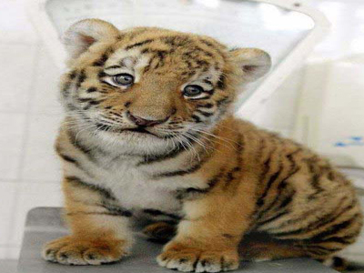 Βρήκαν σε βαλίτσα αληθινό τιγράκι μαζί με… λούτρινα!