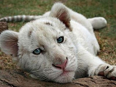 Συγκλονιστικά νέα στοιχεία για τα απειλούμενα είδη