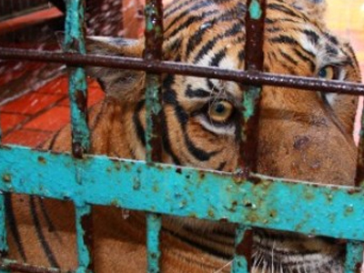 WWF: Το Βιετνάμ και η Κίνα οι χειρότερες χώρες για τα άγρια ζώα