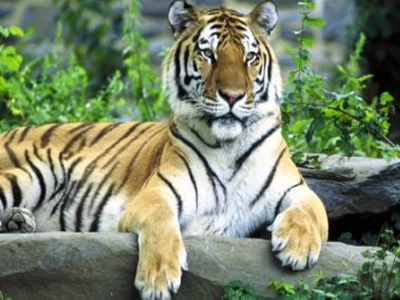 Ινδία: «στοπ» στους τουρίστες για τη διάσωση των τίγρεων