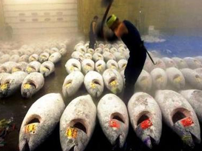 Δέσμη μέτρων για την προστασία του ερυθρού τόνου και του καρχαρία