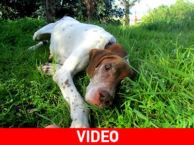 Tool, ένα κυνηγόσκυλο που εγκαταλείφθηκε δεμένο για να πεθάνει. Η τύχη του στα χέρια σας!