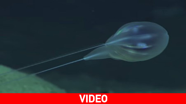 Τα εκπληκτικά πλάσματα σε ένα άγνωστο θαλάσσιο οικοσύστημα