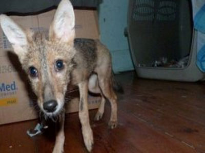 Τσακάλι τραυματίστηκε, διασώθηκε και έναν χρόνο μετά επανεντάσσεται