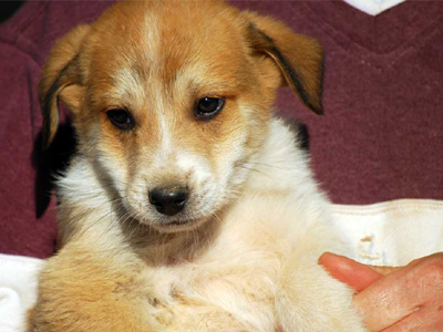 Χαρίζεται πανέμορφο κουτάβι τσοπανόσκυλο με εμβόλια και μικροτσιπ