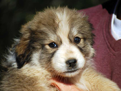 Χαρίζεται θηλυκό ημίαιμο ποιμενικό 2 μηνών