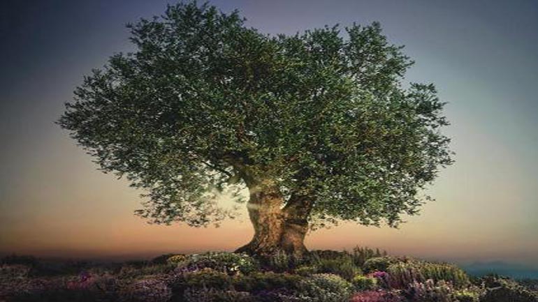 «Πράσινες Πολιτιστικές Διαδρομές 2015» στο Κάστρο Πατρών