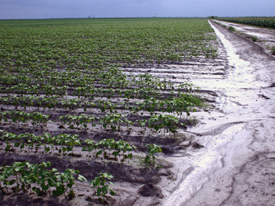 Τα άλατα απειλή για τις διατροφικές ανάγκες του πλανήτη
