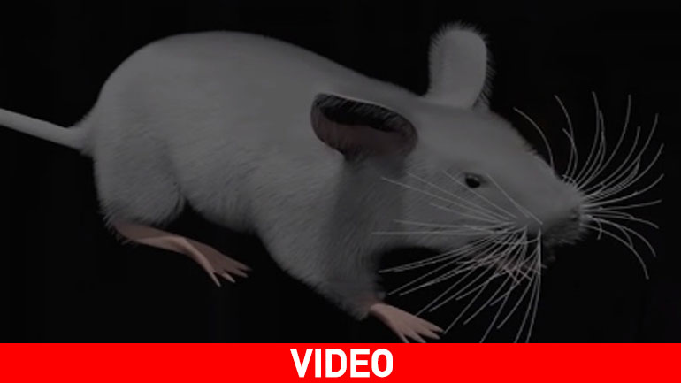 Δημιουργούν εικονικό ποντίκι για να καταργήσουν τα πειραματόζωα!