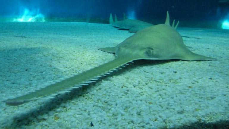 Ανακαλύφθηκε γιγάντιο πριονόψαρο που αναπαράγεται με παρθενογένεση