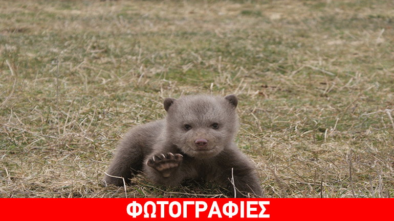 Άφησαν ορφανό μικρό αρκουδάκι για να… πουλήσουν τη μητέρα του στην Αλβανία