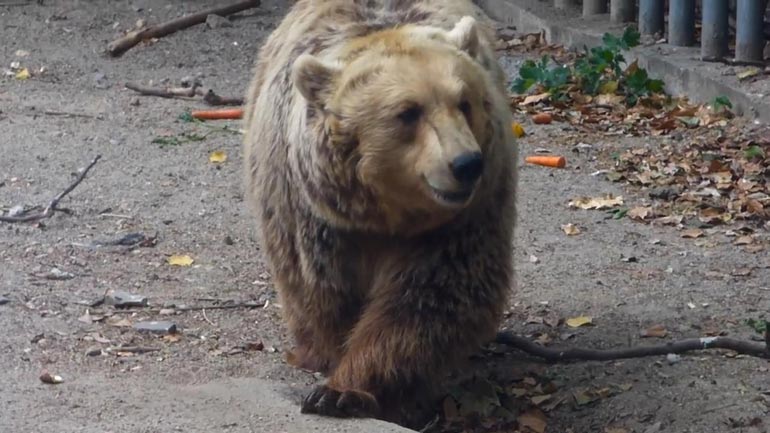 Ορεινή Ξάνθη: Πεινασμένη αρκούδα με το μικρό της αναζητούσαν τροφή στα σκουπίδια Ορεινή Ξάνθη: Πεινασμένη αρκούδα με το μικρό της αναζητούσαν τροφή στα σκουπίδια
