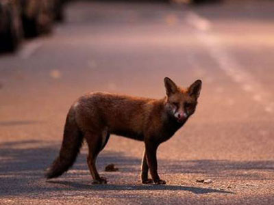 Λονδίνο: εκκενώθηκε παιδιατρική κλινική λόγω… εισβολής αλεπούς!