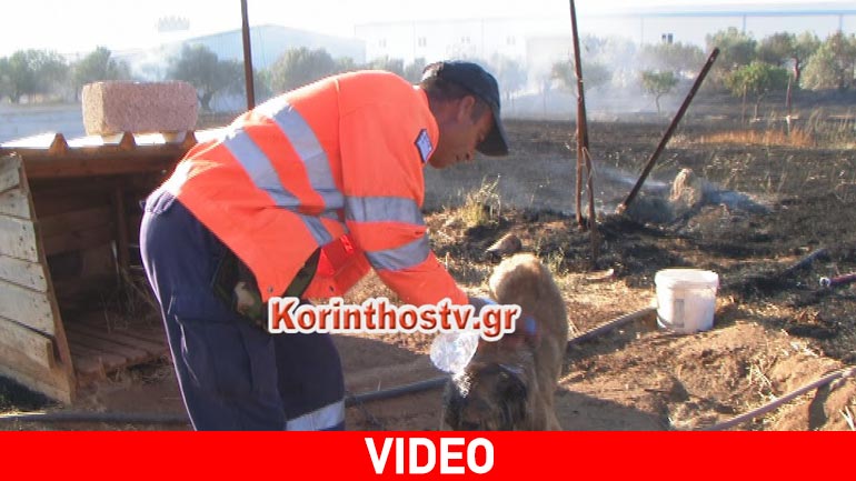 Εθελοντές πυροσβέστες σώζουν σκύλο από τις φλόγες