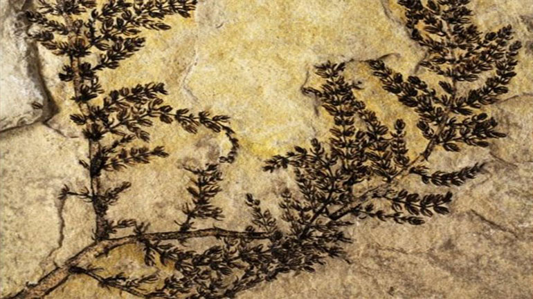 Ανακαλύφθηκε στην Ισπανία το αρχαιότερο λουλούδι στη γη Ανακαλύφθηκε στην Ισπανία το αρχαιότερο λουλούδι στη γη