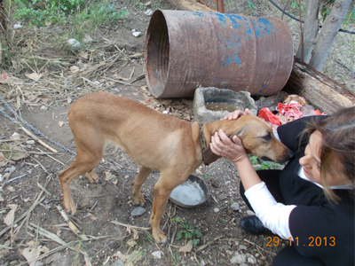 «Σαφάρι» της αστυνομίας και φιλόζωων για παραβάσεις στην Κρήτη