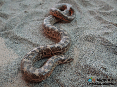 Γνωρίστε τον ελληνικό… βόα!