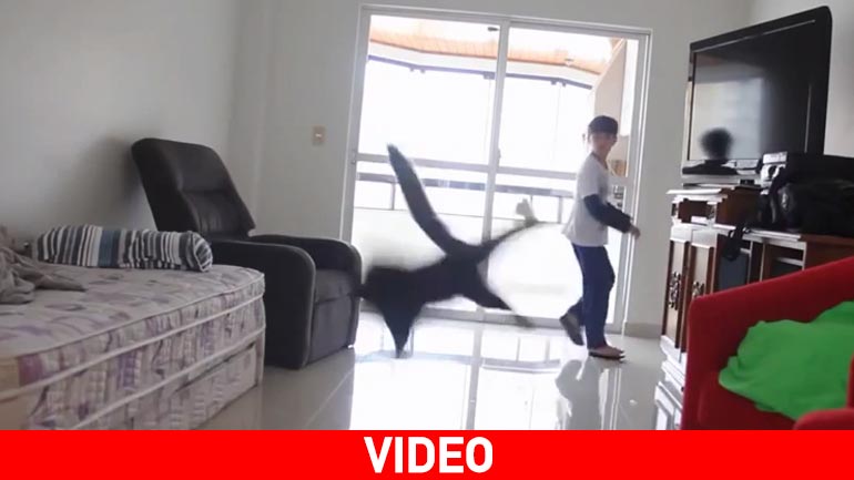 Πραγματική… γάτα στις αποκρούσεις! Ζηλεύει ο Ταφαρέλ!