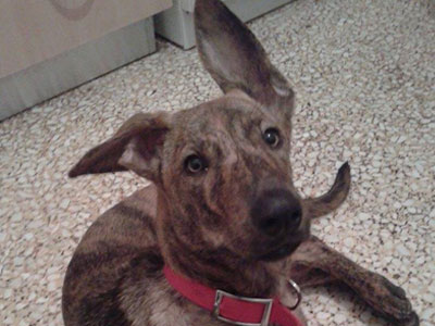 Υιοθετήστε ένα πανέμορφο κουτάβι με συμπεριφορά… κυρίου!