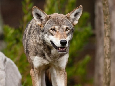 ΗΠΑ: Αμοιβή για να βρεθεί ο φονιάς των κόκκινων λύκων