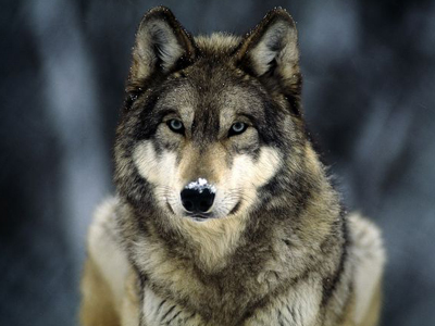 Η μεγάλη επιστροφή του λύκου στη Γαλλία