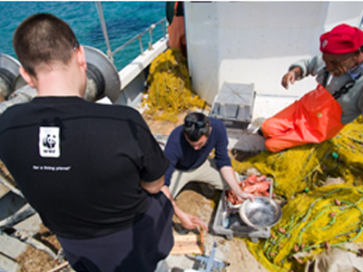 WWF: «Καλά νέα από την Ευρώπη για τη βιώσιμη αλιεία» WWF: «Καλά νέα από την Ευρώπη για τη βιώσιμη αλιεία»