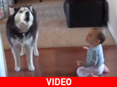 Χάσκι μιμείται τους ήχους ενός μωρού… και τα καταφέρνει!