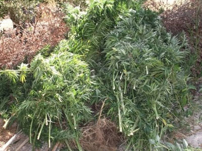 Αστυνομικοί της Μεσαράς ισοπέδωσαν… χασισοφυτεία