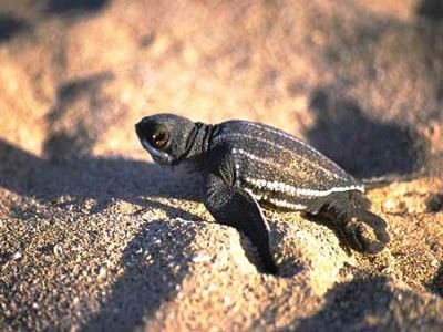 Το… τρίτο μάτι της θαλάσσιας δερματοχελώνας φωτίζει τον εγκέφαλό της