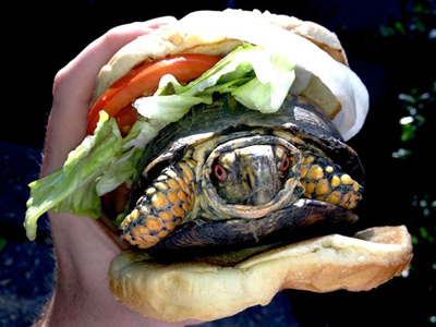 Μασκάρεψε χελώνα σε χάμπουργκερ για να την περάσει στο αεροπλάνο!