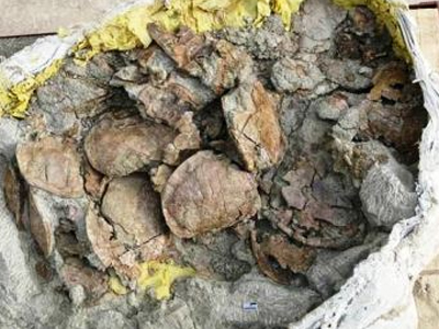 Κίνα: Ανακαλύφθηκε πανάρχαιος μαζικός τάφος χελώνων