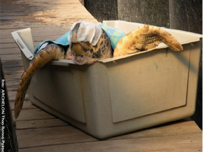 Έντονη ανησυχία για το μέλλον των θαλάσσιων χελωνών