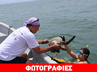 WWF: Δορυφορική τεχνολογία για την προστασία των θαλάσσιων χελώνων