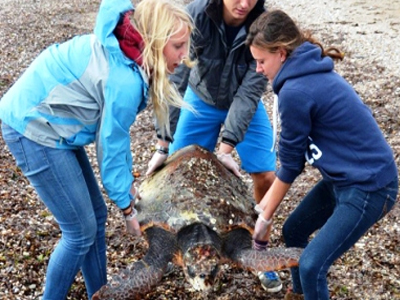 Διάσωση τραυματισμένης Καρέτα στη Σάμο