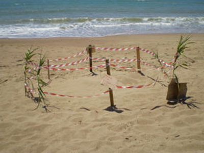 Προβληματισμός για το θάνατο τεσσάρων χελωνών στα Λεχαινά