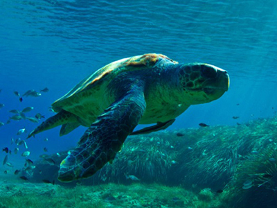 Έκθεση φωτογραφίας για τη Μεσόγειο στο Αεροδρόμιο Αθηνών