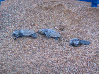 Ξανά στην Κρήτη τα πρώτα γεννητούρια της Καρέτα-Καρέτα