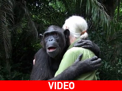 Χιμπατζής ευγνωμονεί τον άνθρωπο που τον έσωσε… με αγκαλιά!