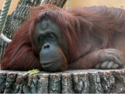 Και οι χιμπατζήδες παθαίνουν κρίση… ηλικίας!