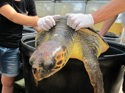 Απελευθέρωση της θαλάσσιας χελώνας Caretta caretta «Σοφίας» στα Χανιά