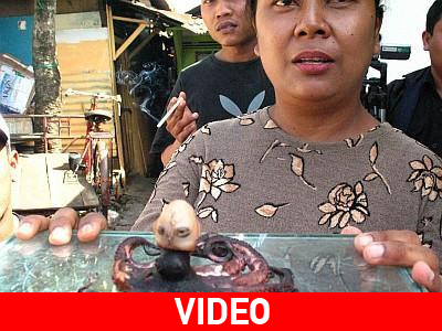 Σάλος στη Μαλαισία: βρέθηκε χταπόδι με ανθρώπινο κεφάλι!